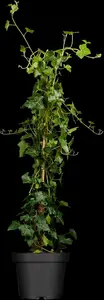 hedera hibernica (100-+cm) - afbeelding 2