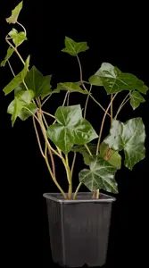 hedera hibernica (100-+cm) - afbeelding 3