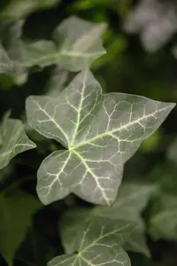 Hedera hibernica 60- 80   C1,3