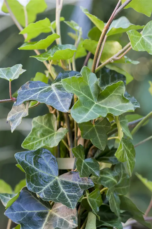 Hedera hibernica 60- 80   C1,3 - afbeelding 3