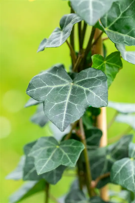 Hedera hibernica 60- 80   C1,3 - afbeelding 5