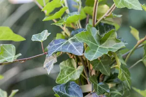 Hedera hibernica 60- 80   C1,3 - afbeelding 2
