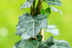 Hedera hibernica 60- 80   C1,3 - afbeelding 4
