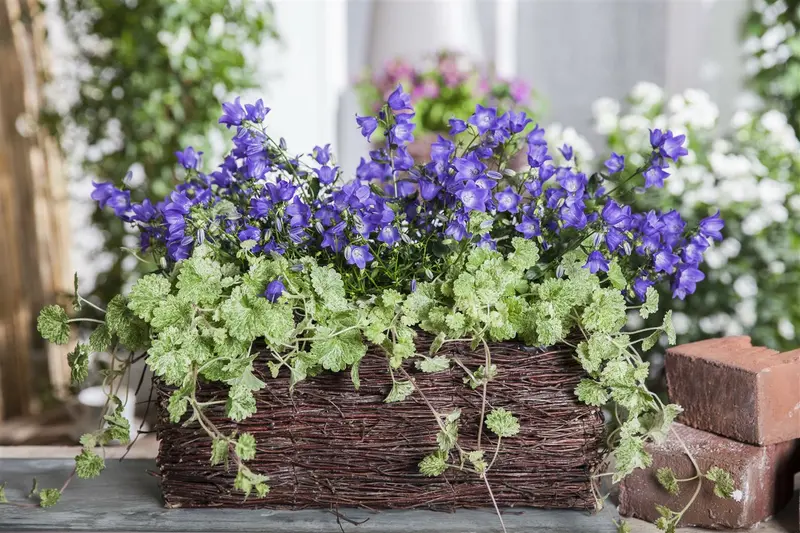 hederacea - afbeelding 2