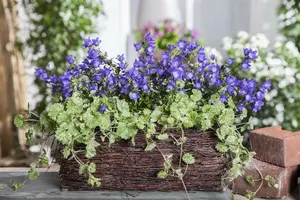 hederacea - afbeelding 2