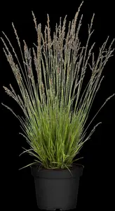 molinia caer. 'heidezwerg' P9 - afbeelding 4
