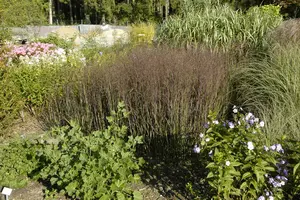 panicum virg. 'heiliger hain' P9 - afbeelding 4