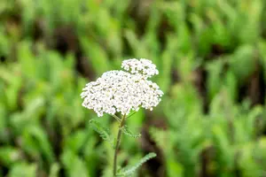 achillea mil. 'heinrich vogeler' P9 - afbeelding 2