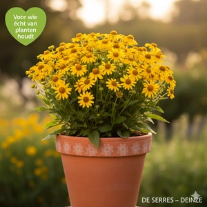 Helenium autumnale 'Pumilum Magnificum' P9