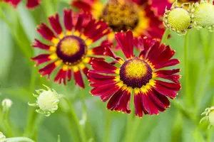 Helenium hybr. 'Bandera'® P9 - afbeelding 2