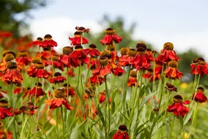 Helenium hybr. 'Bandera'® P9 - afbeelding 4