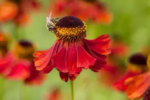 Helenium hybr. 'Bandera'® P9 - afbeelding 5