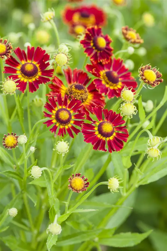 Helenium hybr. 'Carmen' P9 - afbeelding 1