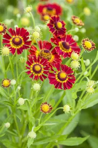 Helenium hybr. 'Carmen' P9 - afbeelding 1