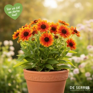 Helenium 'Hot Lava' P9