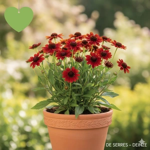 Helenium hybr. 'Ruby Tuesday' P9