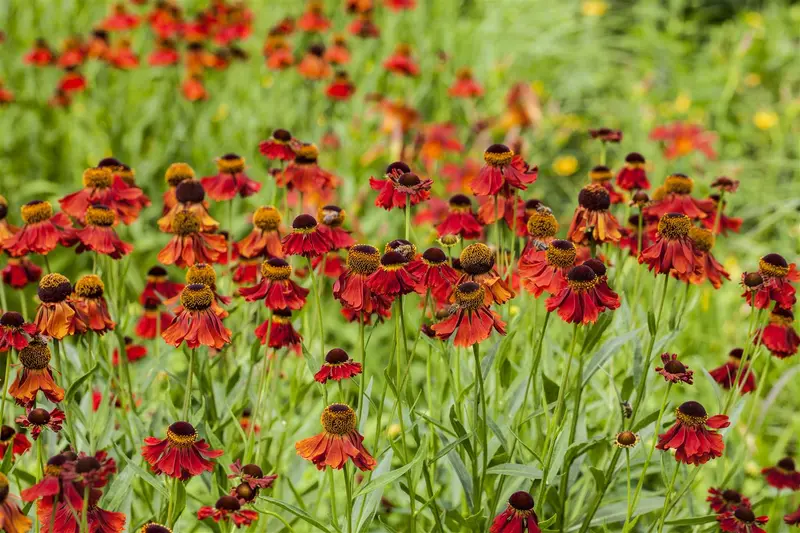 Helenium  'Meranti' P9 - afbeelding 3