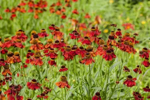 Helenium  'Meranti' P9 - afbeelding 3