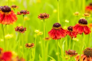 Moerheim Beauty - afbeelding 8