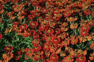 Moerheim Beauty - afbeelding 7