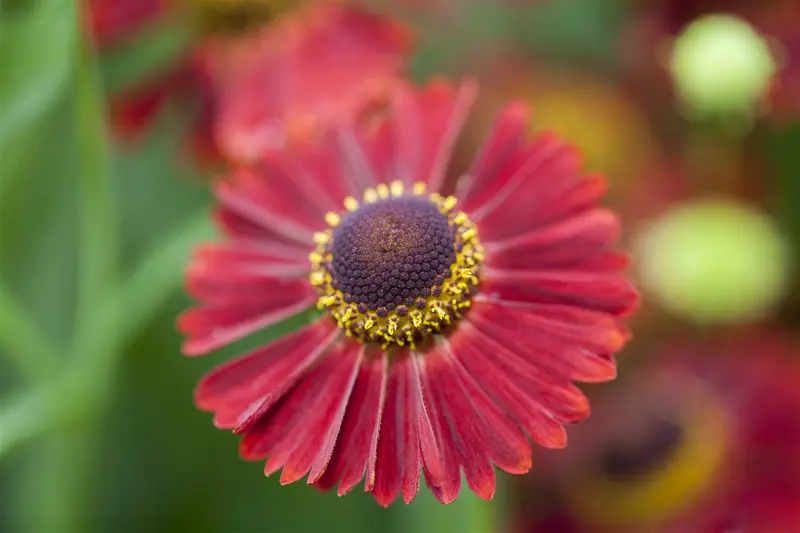Helenium 'Ranchero' P9