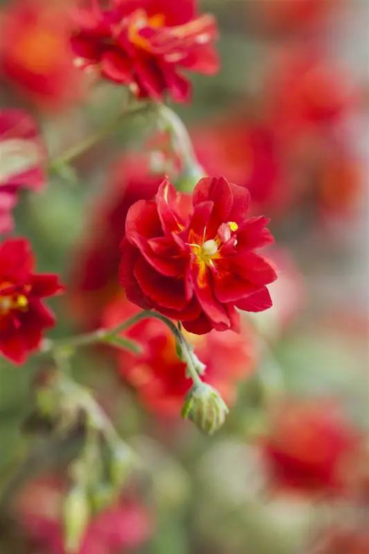 Cerise Queen - afbeelding 4