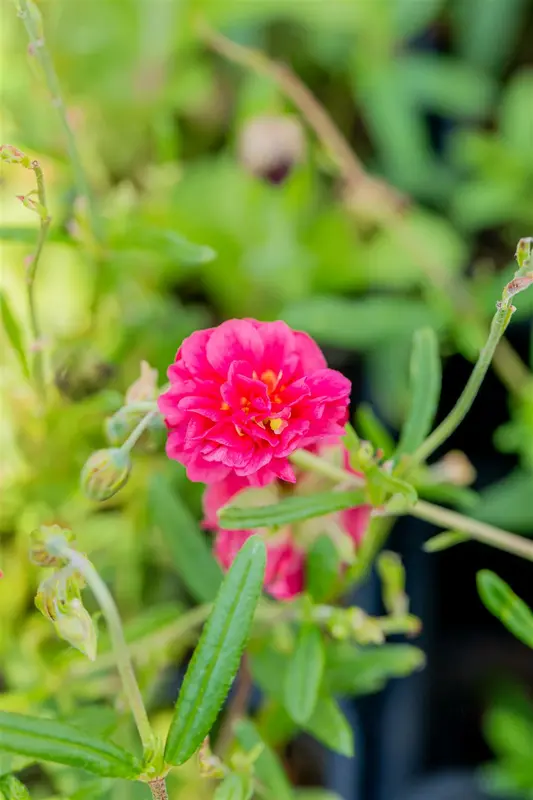 Cerise Queen - afbeelding 6