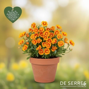 Helianthemum cultorum 'Ben Heckla' P9