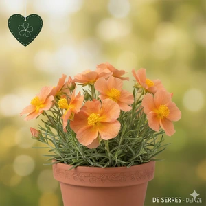 Helianthemum cultorum 'Honeymoon' P9