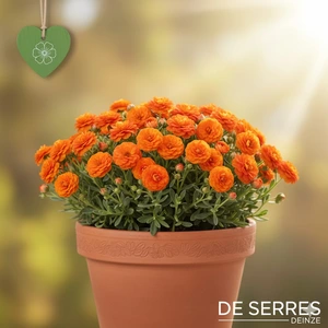 Helianthemum cultorum 'Orange Double' P9