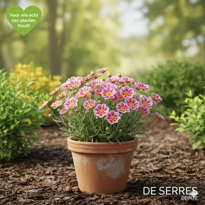 Helianthemum cultorum 'Raspberry Ripple' P9