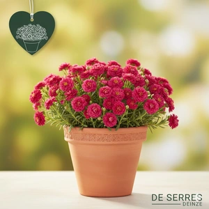 Helianthemum 'Amabile Plenum' P10.5