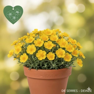 Helianthemum nummularium P9
