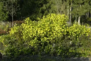 Helianthus atrorubens 'Giganteus' P9 - afbeelding 5
