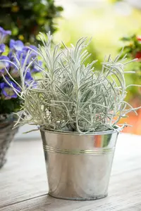 Helichrysum italicum ssp. serotinum C5 - afbeelding 2