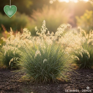 Helictotrichon sempervirens 'Pendula' P9