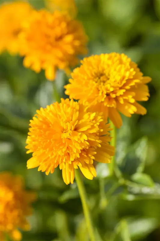 Heliopsis hel. 'Asahi' P9