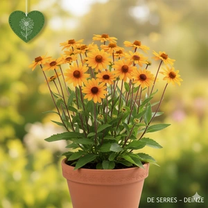 Heliopsis helianthoides var. scabra 'Summer Nights' P9