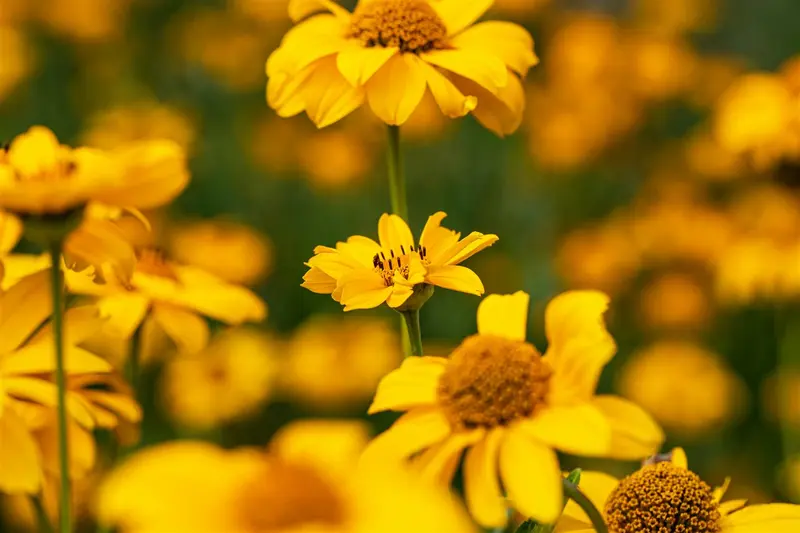 Heliopsis hel. 'Summer Pink'® P9 - afbeelding 3