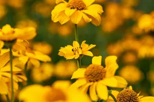 Heliopsis hel. 'Summer Pink'® P9 - afbeelding 3