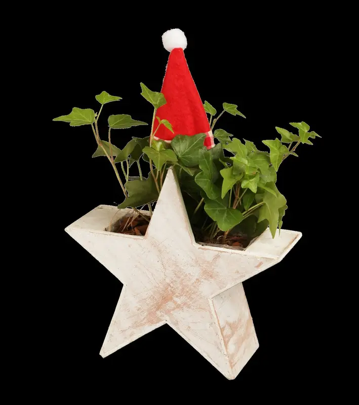 hedera helix P9 - afbeelding 4