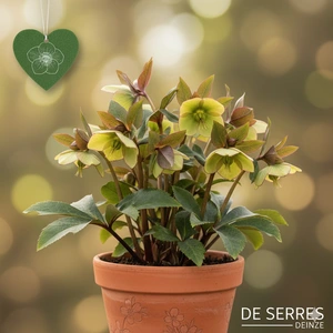 Helleborus foetidus 'Wester Flisk' P9