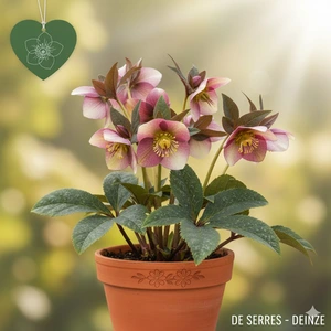 Helleborus 'Frostkiss® Glenda´s Gloss'