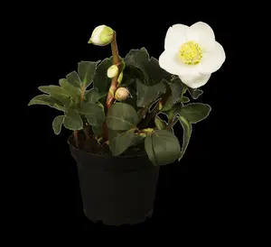 Helleborus niger 'Double Fashion' P9 - afbeelding 2