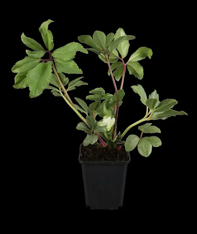 Helleborus niger 'Mont Blanc' P9 - afbeelding 1