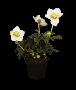Helleborus niger 'Mont Blanc' P9 - afbeelding 3