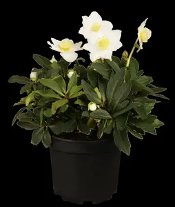 Helleborus niger 'Mont Blanc' P9 - afbeelding 4