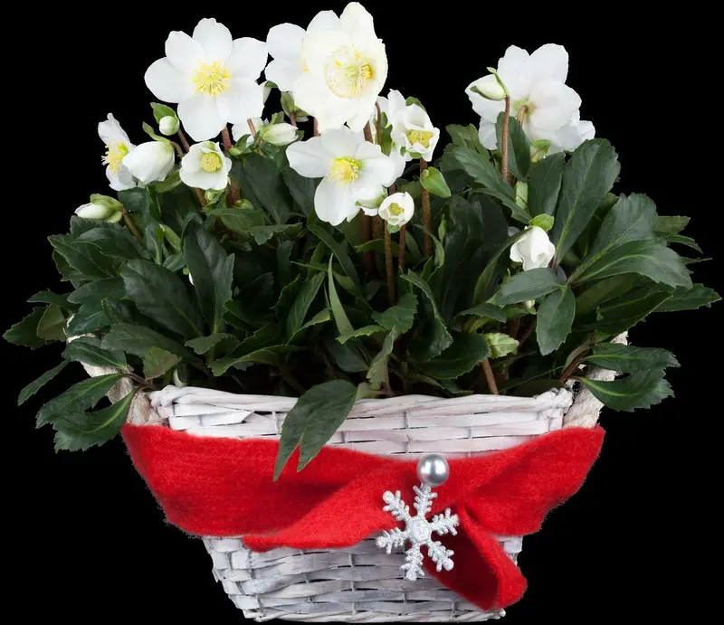 Helleborus niger 'Mont Blanc' P9 - afbeelding 5