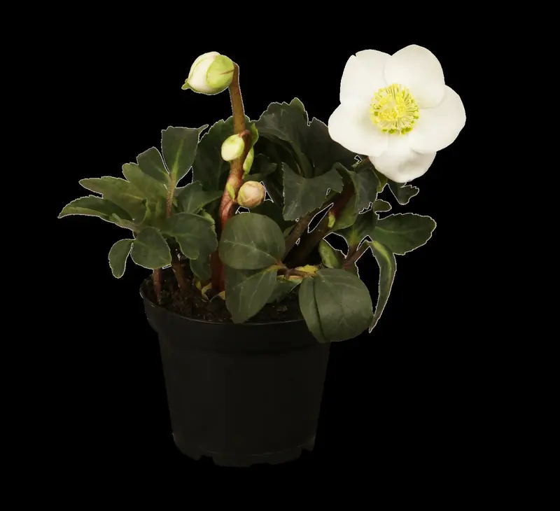 Helleborus niger 'Mont Blanc' P9 - afbeelding 2