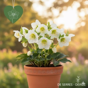 Helleborus x nigercors 'Snow Love' P9